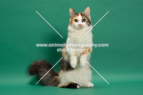 Brown Classic Torbie & White Munchkin in studio