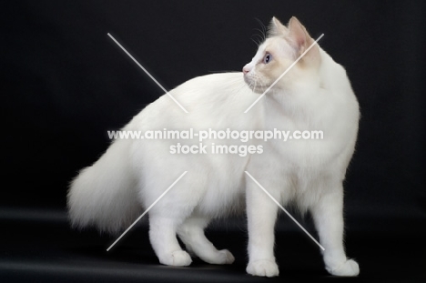 Lilac Point Bi-Color Ragdol cat looking back