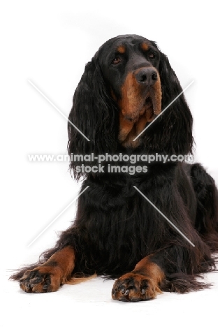 Australian Champion Gordon Setter