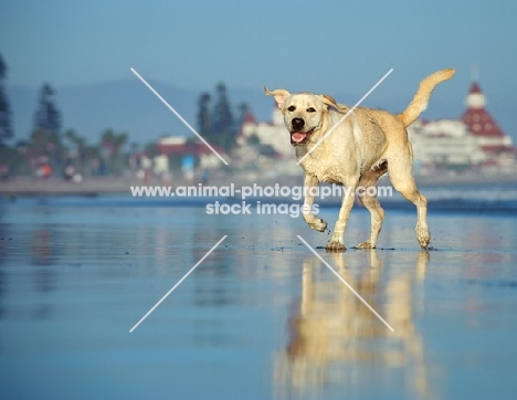 cream Labrador Retriever running on beach