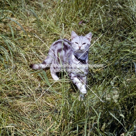 silver tabby cat 