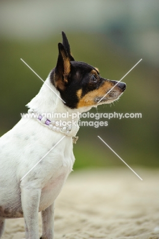 Toy Fox Terrier side view