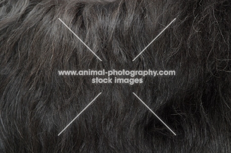 Australian Champion grey briard, close up of coat