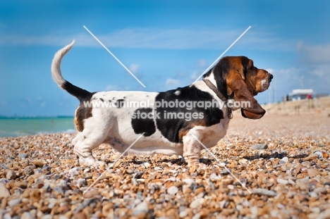 Basset hound standing on pebble beach