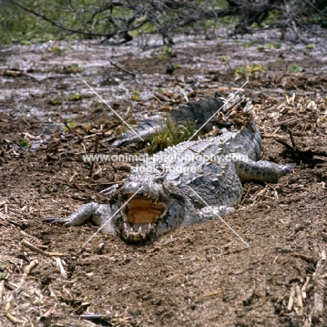 crocodile with mouth open