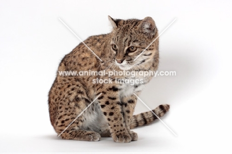 female Brown Spotted Tabby Geoffroy's Cat