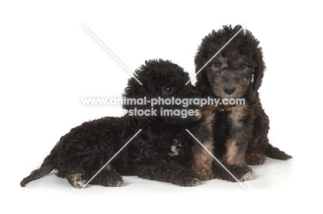 two black Bedlington Terrier puppies
