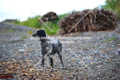 english setter standing on a rocky beach