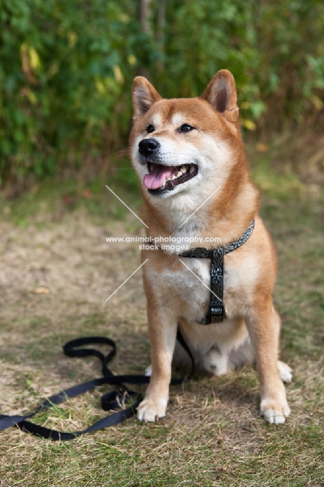 Happy Shiba Inu with greenery background.