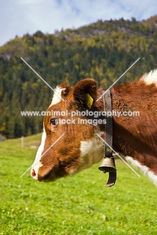 calf wearing bell, profile
