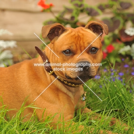 red Staffordshire Bull Terrier