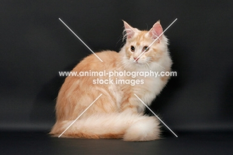 male Maine Coon cat on grey background, Red Silver Tabby & White