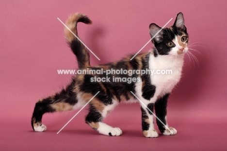 young black tortie & white Household cat, stretching