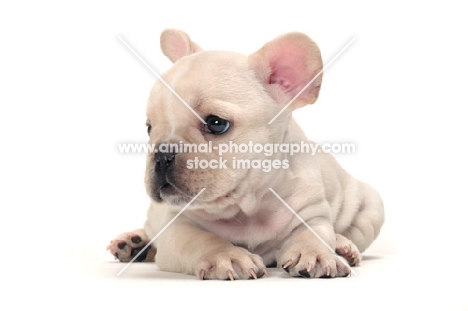 French Bulldog puppy on white background