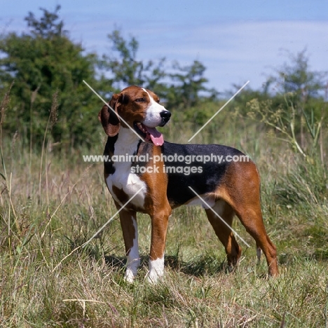 finnish hound standing in countryside