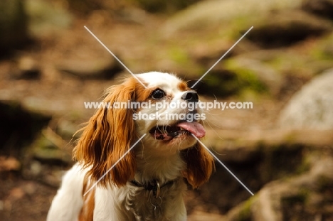 Cavalier King Charles Spaniel