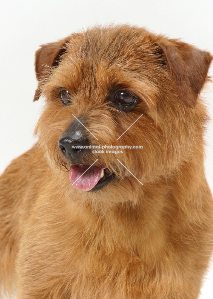 INT.NWY.SWD.DAN.FIN.NOR.Australian Champion Norfolk Terrier