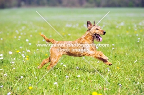 irish terrier in motion
