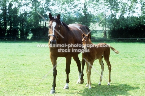 thoroughbred mare and foal at plantation stud , Harrison, snaiwell Newmarket