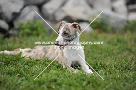 young Whippet puppy lying down on grass