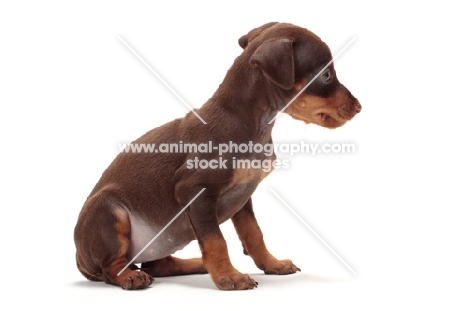 chocolate and tan Miniature Pinscher puppy, sitting down