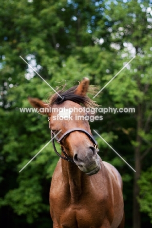 Appaloosa shaking head