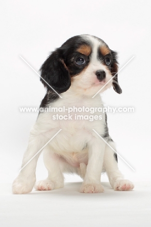 tri coloured Cavalier King Charles Spaniel puppy