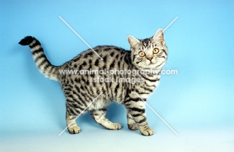 silver spotted British Shorthair kitten, standing
