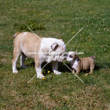 bulldog puppy nuzzling younger bulldog puppy