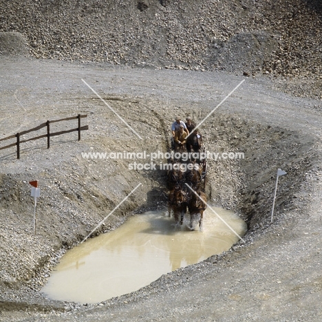 Holsteins, Cees van Opstal at the quarry, driving competition at zug 1981