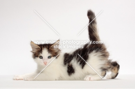 Brown Tabby & White Norwegian Forest kitten