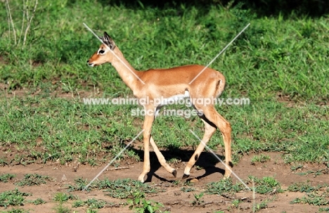 young Impala