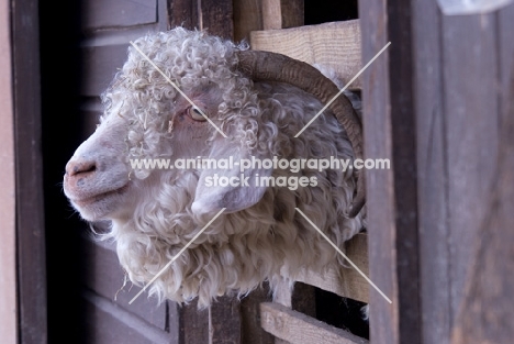 Angora goat sticking his head through a fence