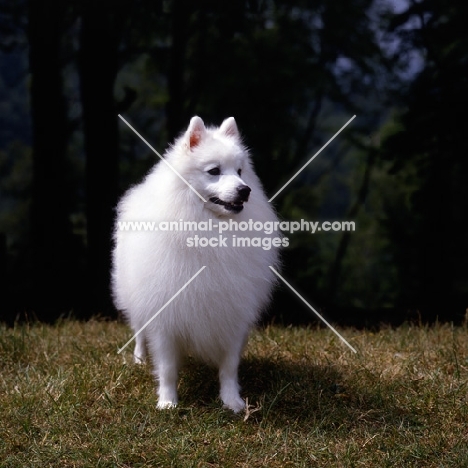 japanese spitz, front view 