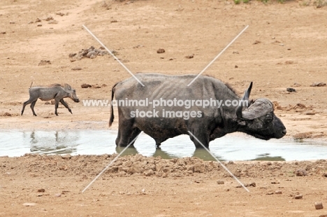 warthog and buffalo