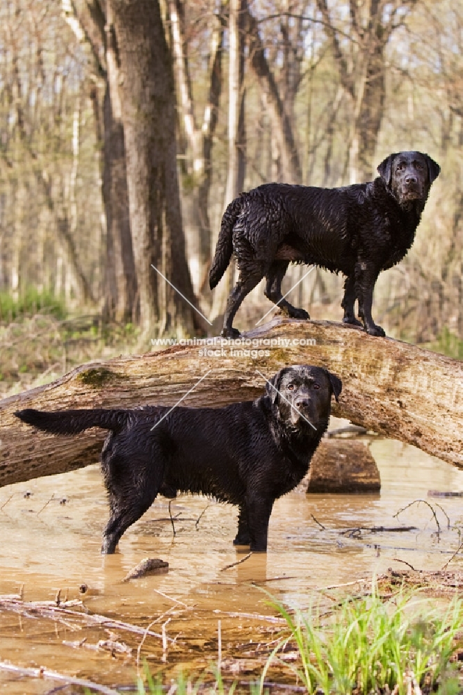 two black labradors standing in stream and on fallen tree