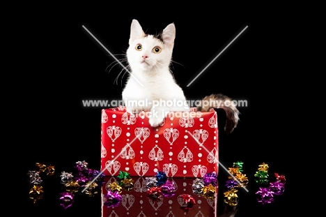 Bambino Cat in a box