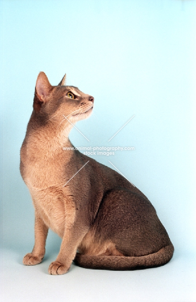 blue Abyssinian on blue background, looking up