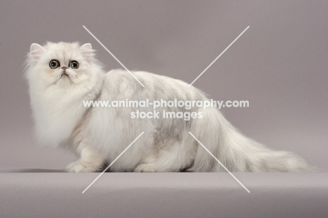 Shaded Silver Persian cat