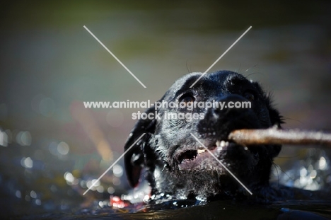 black Labrador Retriever swimming with stick