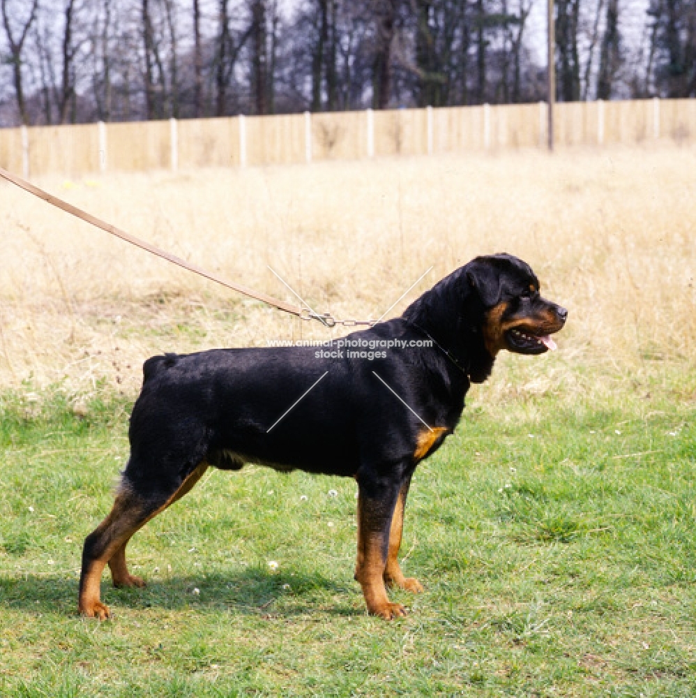  rottweiler from chesara kennels