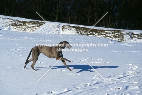 greyhound running in snow