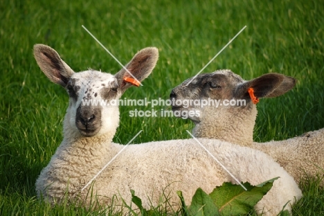 Bluefaced Leicester lambs