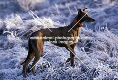 greyhound standing on frosty grass