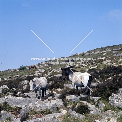 ponies on Dartmoor on rocks