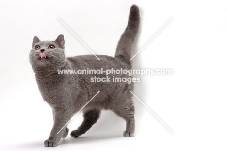 Chartreux cat licking lips