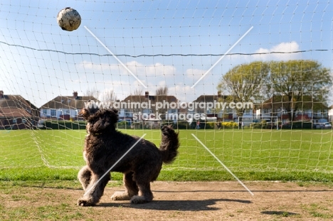 Dog playing with football