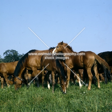 trakehner foal with mares at gestÃ¼t webelsgrÃ¼nd