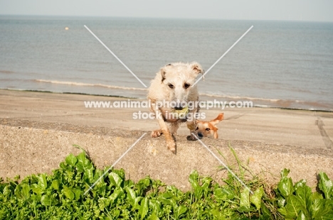 Bedlington x Whippet on beach