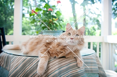 orange tabby lying on table